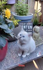 Ragdoll kittens met stamboom uit geteste ouders, Meerdere dieren, Gechipt