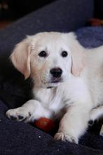 Golden Retriever x Australian Shepherd Pups, Dieren en Toebehoren, Particulier, Meerdere, Golden retriever, 8 tot 15 weken