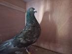 Valenciano Kropper, Dieren en Toebehoren, Vogels | Duiven, Mannelijk, Kropper