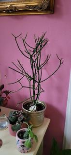 Potloodplant, Huis en Inrichting, Kamerplanten, Ophalen, Halfschaduw, Minder dan 100 cm