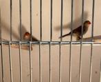 2 orangekaakjes, Dieren en Toebehoren, Vogels | Overige Vogels, Meerdere dieren, Geringd