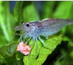 GEZOCHT!!!! Aquarium Garnalen, Dieren en Toebehoren, Vissen | Aquariumvissen, Kreeft, Krab of Garnaal, Zoetwatervis