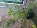 Phoenix canariensis dadel palmboom, Ophalen, Bloeit niet, Overige soorten, Volle zon