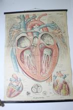 vintage hart poster das gesunde hertz, Antiek en Kunst, Antiek | Schoolplaten, Natuur en Biologie, Ophalen of Verzenden