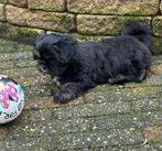 Shih tzu pup, Dieren en Toebehoren, Honden | Niet-rashonden, Rabiës (hondsdolheid), Reu, 8 tot 15 weken, Eén hond