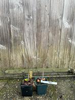 Zwarte appelbes Aronia ‘Nero’ en ‘Viking’, Ophalen of Verzenden, Zo goed als nieuw