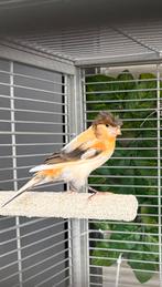 Harlekijnen  koppel pop van 24 en man 25, Dieren en Toebehoren, Meerdere dieren, Zangkanarie
