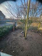 2 blauwe pauwen van augustus '25, Dieren en Toebehoren, Geslacht onbekend, Overige soorten