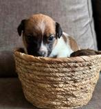 Jack russel pups nog 2 beschikbaar,, Rabiës (hondsdolheid), Jack Russell Terriër, 8 tot 15 weken, Meerdere