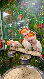 Jonge inca kaketoe’s, Dieren en Toebehoren, Vogels | Parkieten en Papegaaien, Meerdere dieren, Papegaai, Pratend