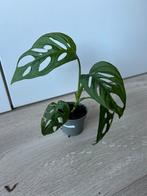 Monstera adansonii, Huis en Inrichting, Kamerplanten, Ophalen of Verzenden, Overige soorten, Minder dan 100 cm