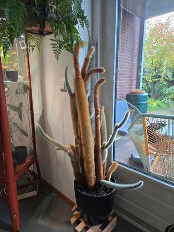 Grote oude cactus beschikbaar voor biedingen