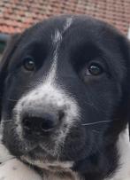 FCI Alabai pups – raszuiver – top karakter, Fokker | Hobbymatig, 8 tot 15 weken, Buitenland, Parvo