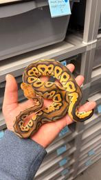 0.1 black pastel orange dream clown ball python, Dieren en Toebehoren, Reptielen en Amfibieën, Slang, 0 tot 2 jaar