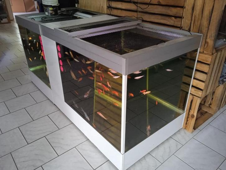 Opruiming vijver / Aquarium bakken!!!, Dieren en Toebehoren, Vissen | Vijvervissen, Overige soorten