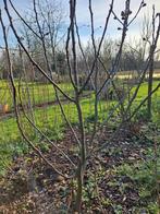 Vijgen struiken, 2 stuks 3 jaar oud, vruchtdragend, Ophalen, Volle zon, Overige soorten, 100 tot 250 cm