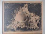 Schilderij schelp 1930 gesigneerd door Worm., Antiek en Kunst, Kunst | Etsen en Gravures, Ophalen of Verzenden