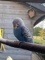 Jonge grasparkieten, Dieren en Toebehoren, Vogels | Parkieten en Papegaaien, Meerdere dieren, Parkiet