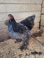 Brahma haan, Dieren en Toebehoren, Mannelijk, Kip