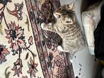 Kitten, Kater, Kortharig, 0 tot 2 jaar