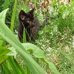 Lieve, tamme kittens, Dieren en Toebehoren, Katten en Kittens | Overige Katten, Meerdere dieren, Kortharig, 0 tot 2 jaar