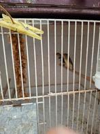 Binsen Astrilde, Dieren en Toebehoren, Vogels | Kanaries, Meerdere dieren, Kleurkanarie