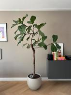 Prachtige vioolbladplant (ficus lyrata) op stam (220 cm), Huis en Inrichting, Ophalen, Ficus, 200 cm of meer, Halfschaduw
