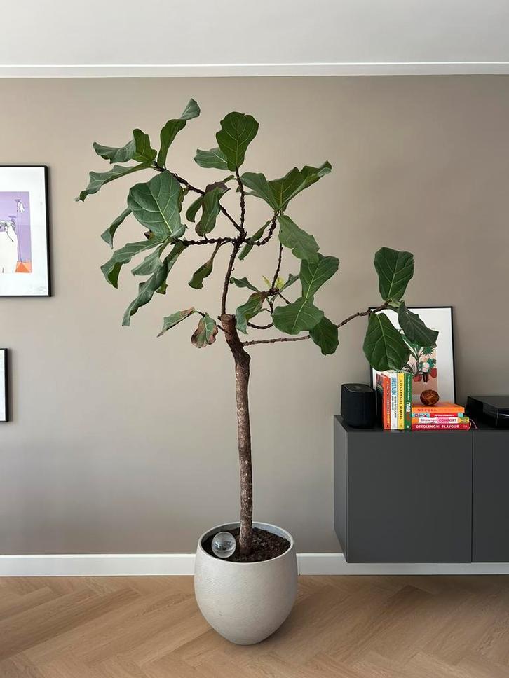 Prachtige vioolbladplant (ficus lyrata) op stam (220 cm), Huis en Inrichting, Kamerplanten, Ficus, 200 cm of meer, Groene kamerplant
