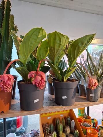 Medinilla Magnifica Lambada beschikbaar voor biedingen