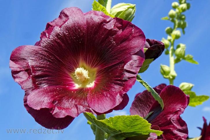 Bio zaden Stokroos - Alcea rosea, Tuin en Terras, Bloembollen en Zaden, Volle zon, Verzenden