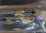 Endler pearls black snake guppen koppels Poecilia wingei, Vis