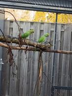 Aangeboden koppel halsbanden, Meerdere dieren, Parkiet