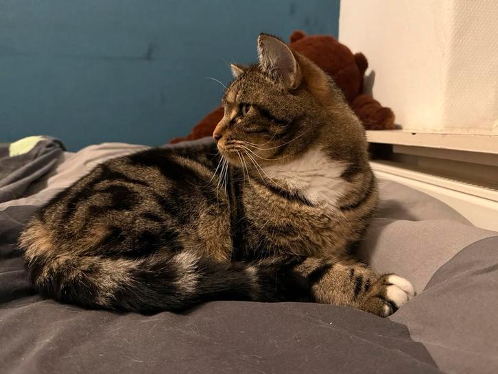 SPOED! Ragdoll x europeese korthaar 3,5 jaar, Dieren en Toebehoren, Katten en Kittens | Raskatten | Korthaar, Kater, 3 tot 5 jaar