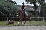 ## GEWELDIGE, prachtige en super brave Andalusier ruin ##, Dieren en Toebehoren, Ruin, Dressuurpaard, Zadelmak, 3 tot 6 jaar