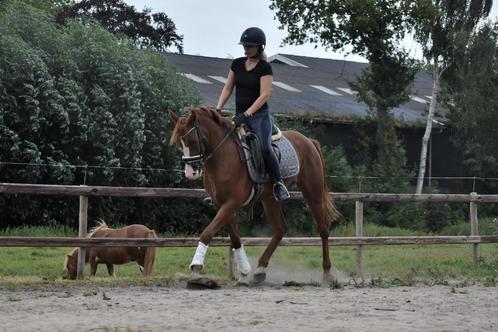 ## GEWELDIGE, prachtige en super brave Andalusier ruin ##, Dieren en Toebehoren, Paarden, Ruin, Zadelmak, 160 tot 165 cm, 3 tot 6 jaar