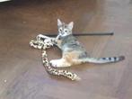 Zooooo lief, Dieren en Toebehoren, Katten en Kittens | Overige Katten, Poes, Kortharig, 0 tot 2 jaar
