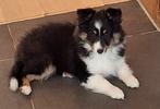 Sheltie Shetland Sheepdog, Particulier, Rabiës (hondsdolheid), 8 tot 15 weken, Buitenland