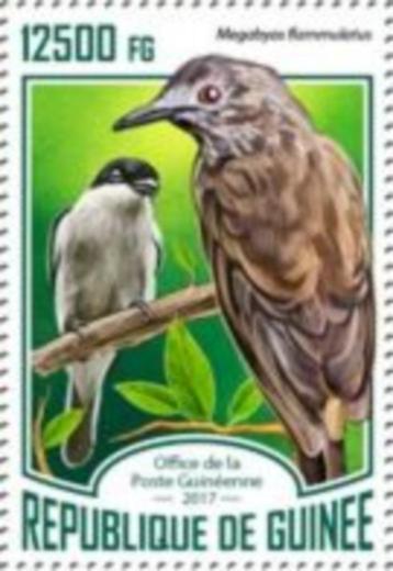 2017 Guinee Fauna Vogels