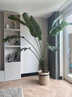 Strelitzia Nicolai XL - 2.5 meter!, Huis en Inrichting, Kamerplanten, Ophalen, 200 cm of meer, Overige soorten, Halfschaduw