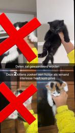 Kittens, Dieren en Toebehoren, Ophalen, Zo goed als nieuw