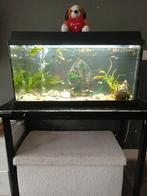 2 Aquariums+40 guppen+40 baby algeneters, Ophalen, Zo goed als nieuw, Leeg aquarium