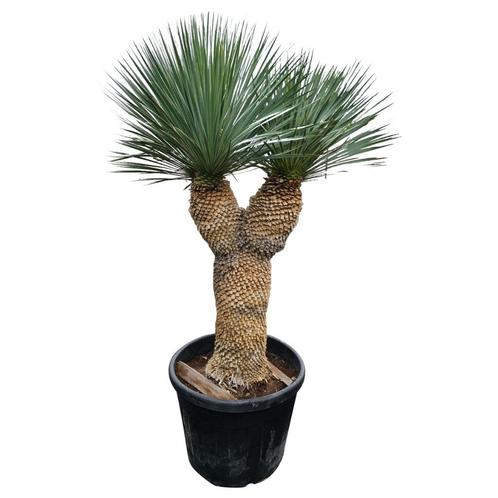 Yucca rostrata AAA kwaliteit, Tuin en Terras, Planten | Tuinplanten, Vaste plant, Overige soorten, Volle zon, Zomer, Ophalen of Verzenden