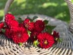 ===> Dahlia knollen red fox rood <===, Ophalen of Verzenden, Voorjaar, Volle zon, Knol