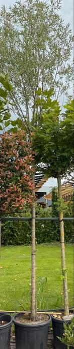 Salix alba, Tuin en Terras, Ophalen of Verzenden, Overige soorten