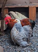 Cochin kriel haan /koppel aangeboden., Dieren en Toebehoren, Mannelijk, Kip