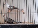 Paar bonte diamantduifjes, Dieren en Toebehoren, Meerdere dieren, Tropenvogel, Geringd