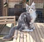 Maine coon katertje met stamboom, Dieren en Toebehoren, Katten en Kittens | Raskatten | Langhaar, Kater, Gechipt, 0 tot 2 jaar