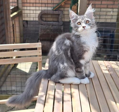 Maine coon katertje met stamboom, Dieren en Toebehoren, Katten en Kittens | Raskatten | Langhaar, Kater, 0 tot 2 jaar, Met stamboom
