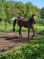 Miss Skylar, Dieren en Toebehoren, Paarden, Merrie, Recreatiepaard, 3 tot 6 jaar