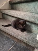 3 kittens zoeken lieve, nieuwe baasjes! ‍
